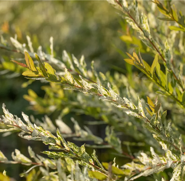 Harlekin-Weide 'Hakuro Nishiki'