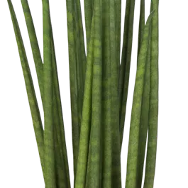 Sansevieria Fernwood Mikado Mini