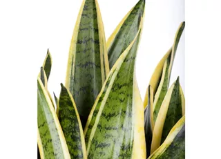 Sansevieria trifasciata var. laurentii