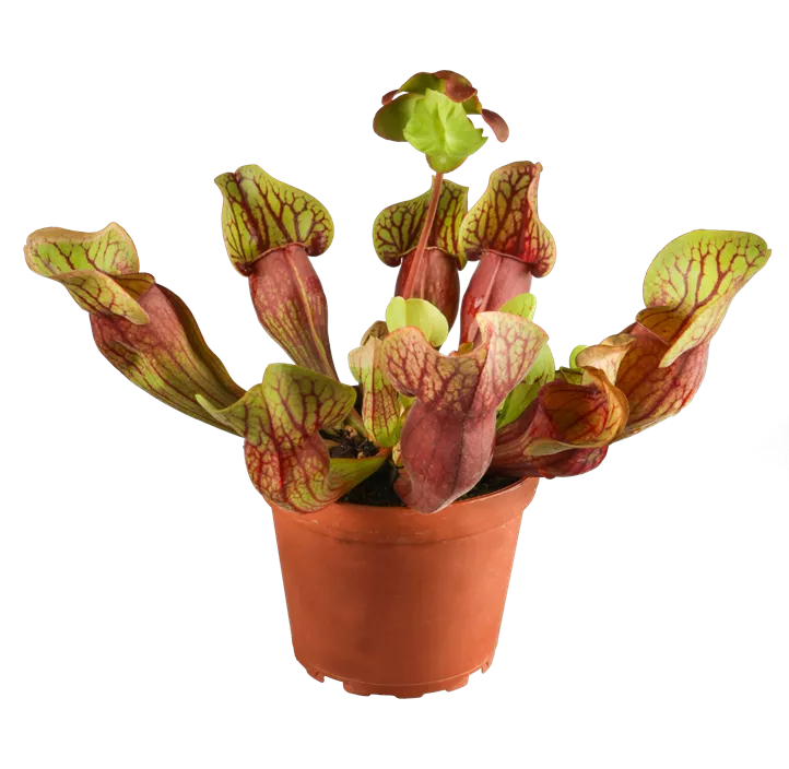 Schlanke Braunrote Schlauchpflanze