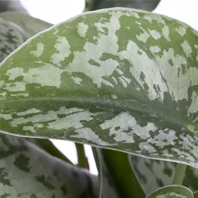 Scindapsus pictus Silvery Ann