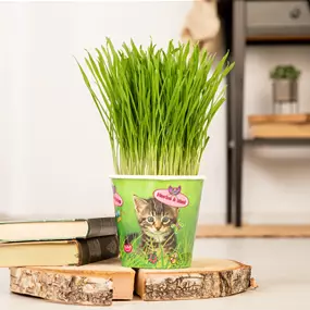 Triticum im Katzenbecher