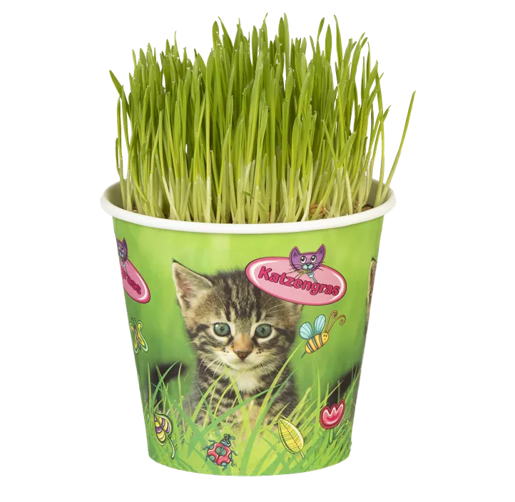 Katzengras