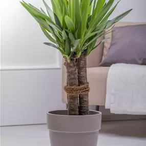 Yucca elephantipes Tres Canas