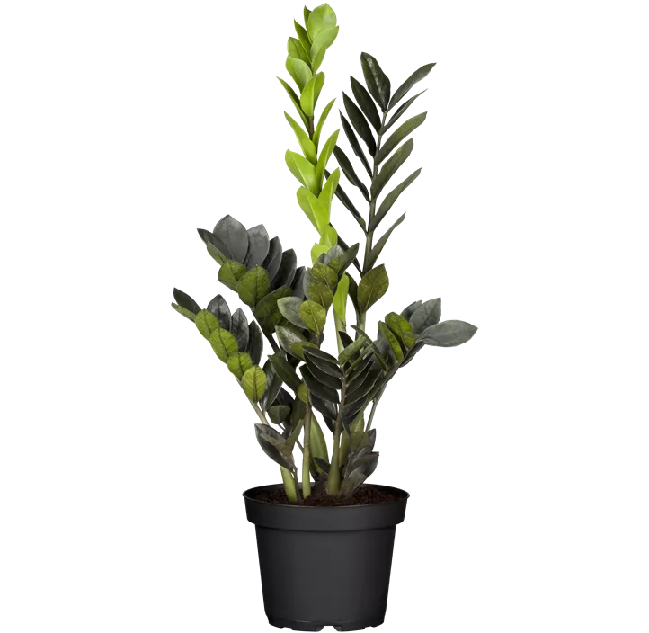 Glücksfeder 'Raven'