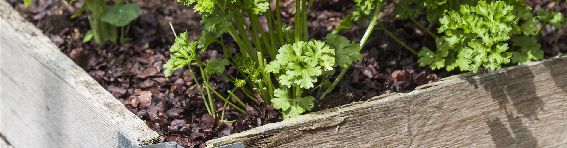 Petroselinum crispum