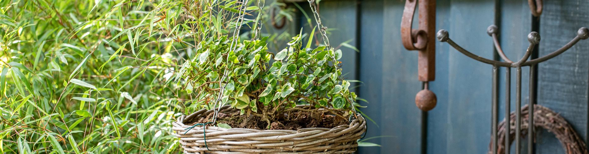 GS669236_Gartenimpression - Hängeampel_-0-275-6720-3780