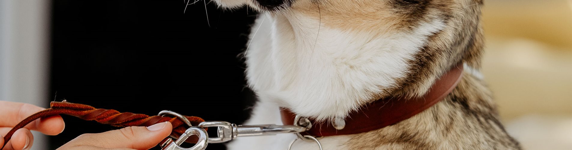 Leinen Halsbaender Geschirre