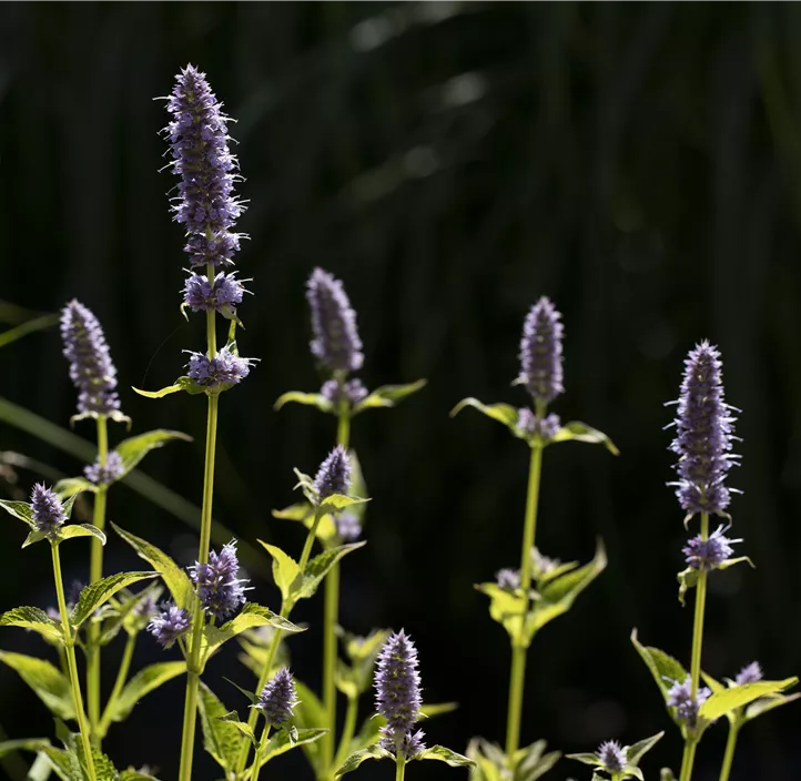 Garten-Duftnessel 'Little Adder'