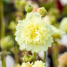 Alcea rosea Spring Celebrities Lemon