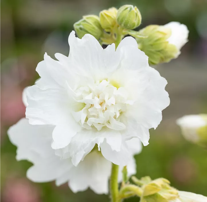 Gefülltblühende Garten-Stockrose 'Spring Celebrities White'