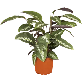 Calathea Northern Light