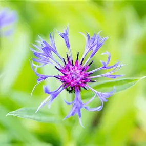 Centaurea montana