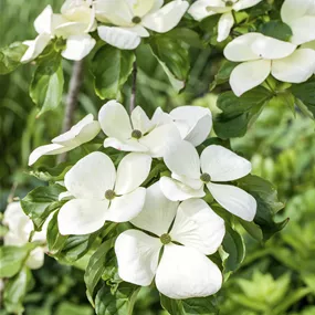 Cornus kousa Venus®