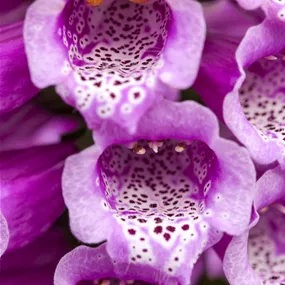 Digitalis purpurea Dalmatian Purple