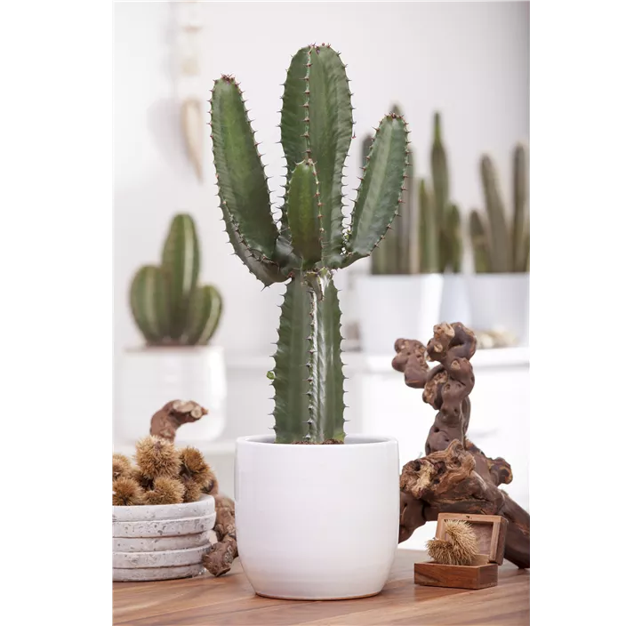 Abessinische Wolfsmilch