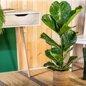 Ficus lyrata