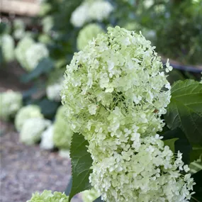 Hydrangea arborescens Annabelle (Lieferartikel)