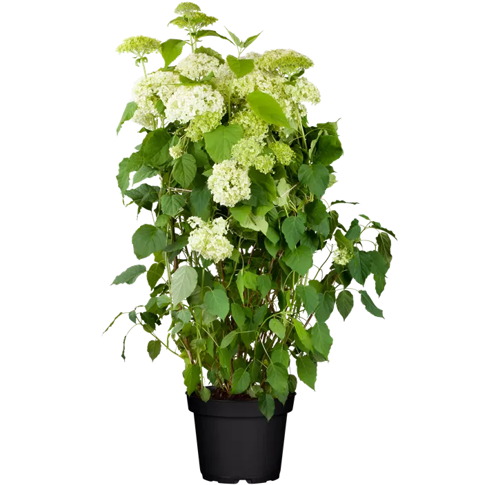 Ballhortensie 'Annabelle'