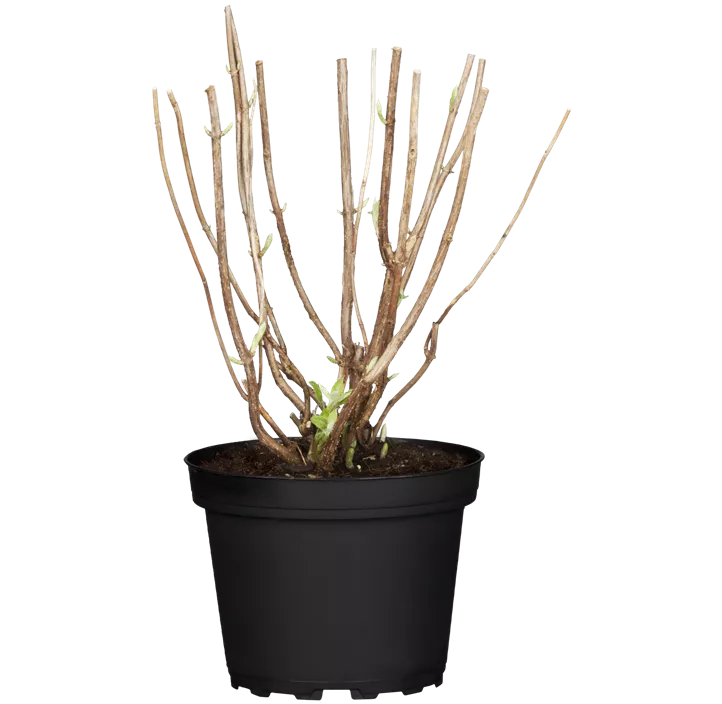 Ballhortensie 'Annabelle'