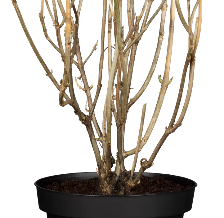 Ballhortensie 'Strong Annabelle'®