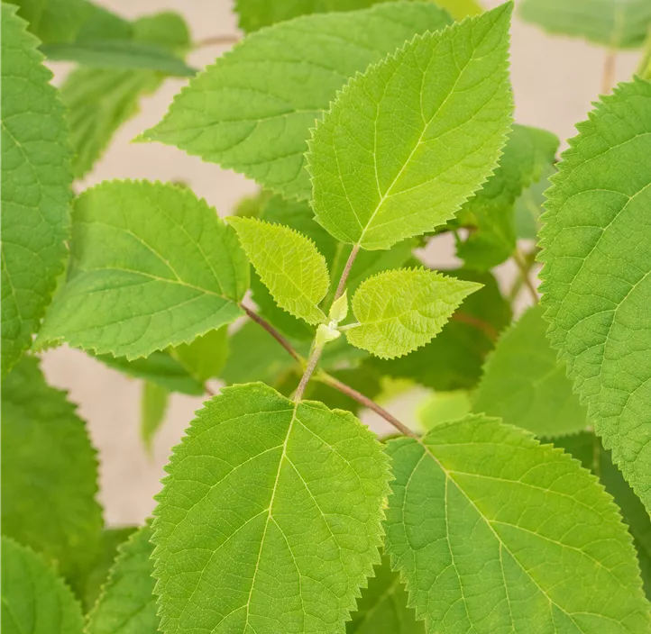 Ballhortensie 'Strong Annabelle'®