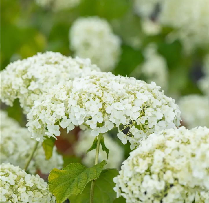 Ballhortensie 'Strong Annabelle'®