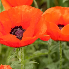 Papaver orientale Allegro