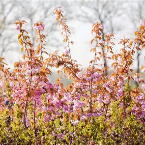Prunus serrulata Kanzan