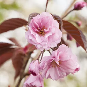 Prunus Royal Burgundy