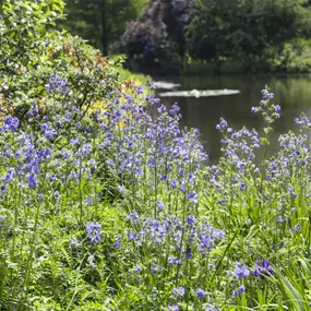 Polemonium caeruleum