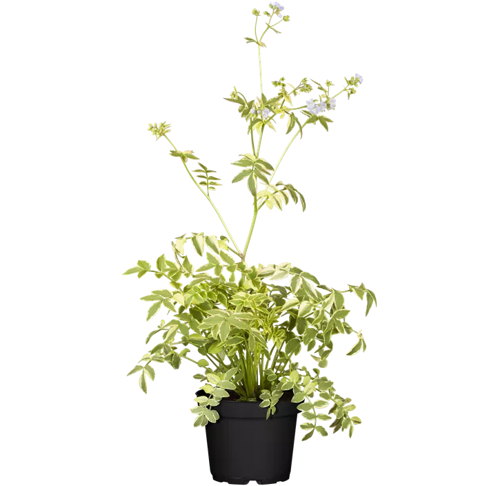 Blaublühende Jakobsleiter