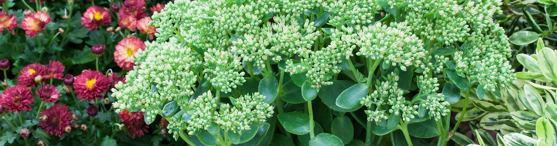 Sedum telephium 'Herbstfreude'