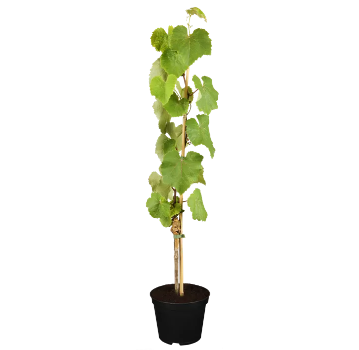 Tafeltraube 'Isabella'