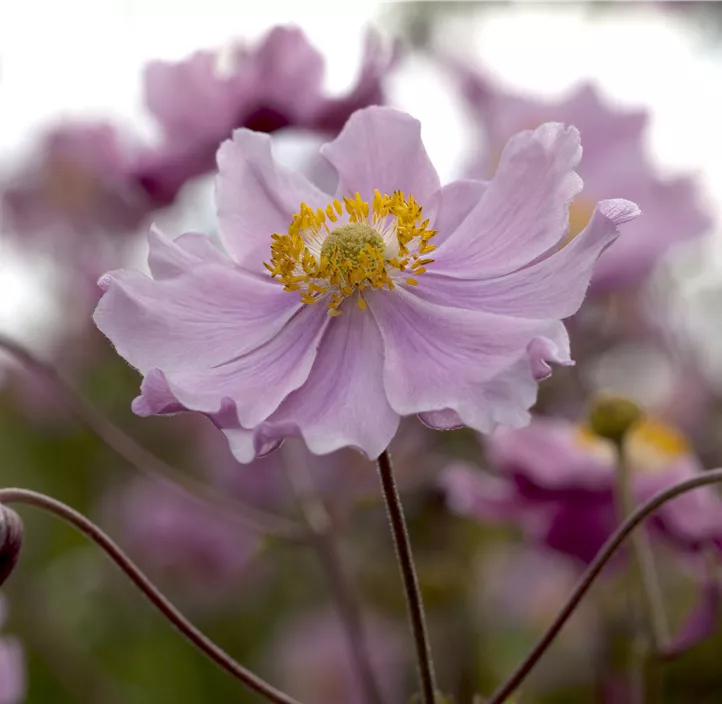 Anemone 'Fantasy'®