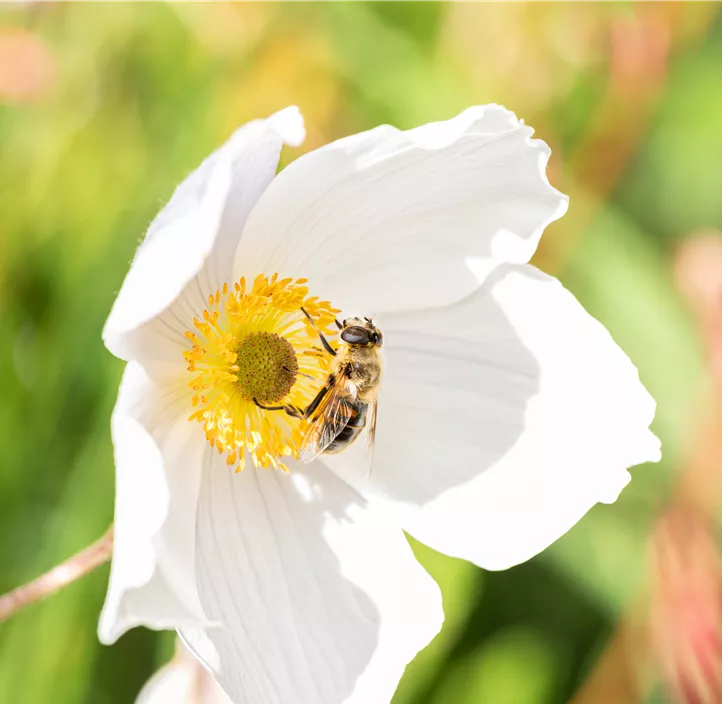 Felsen-Windröschen 'Wild Swan'®