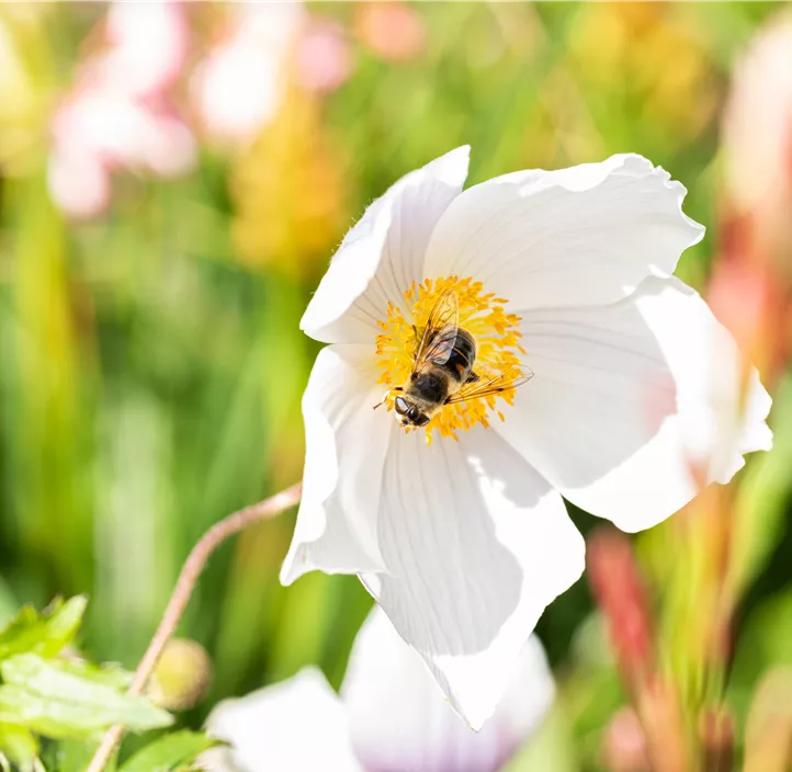 Felsen-Windröschen 'Wild Swan'®