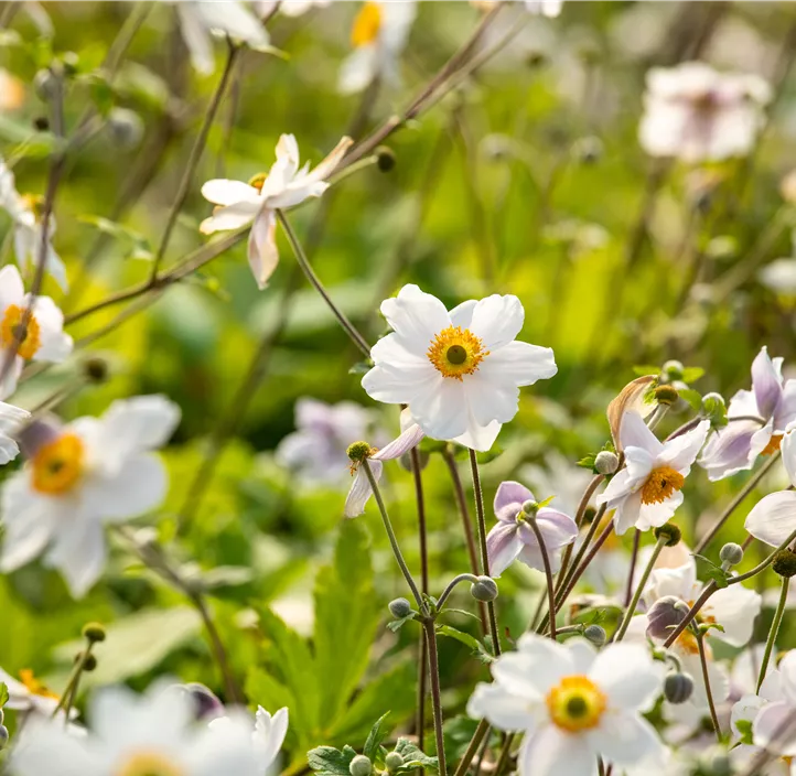 Felsen-Windröschen 'Wild Swan'®