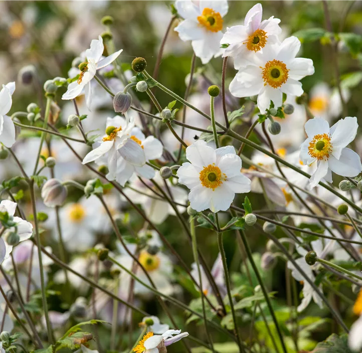 Felsen-Windröschen 'Wild Swan'®