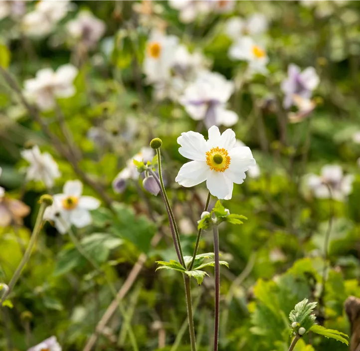Felsen-Windröschen 'Wild Swan'®