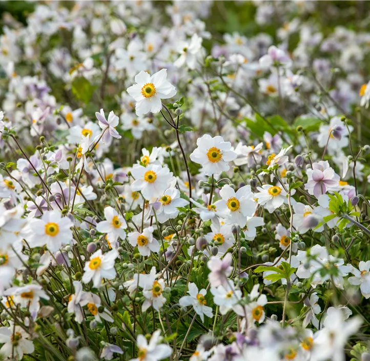 Felsen-Windröschen 'Wild Swan'®