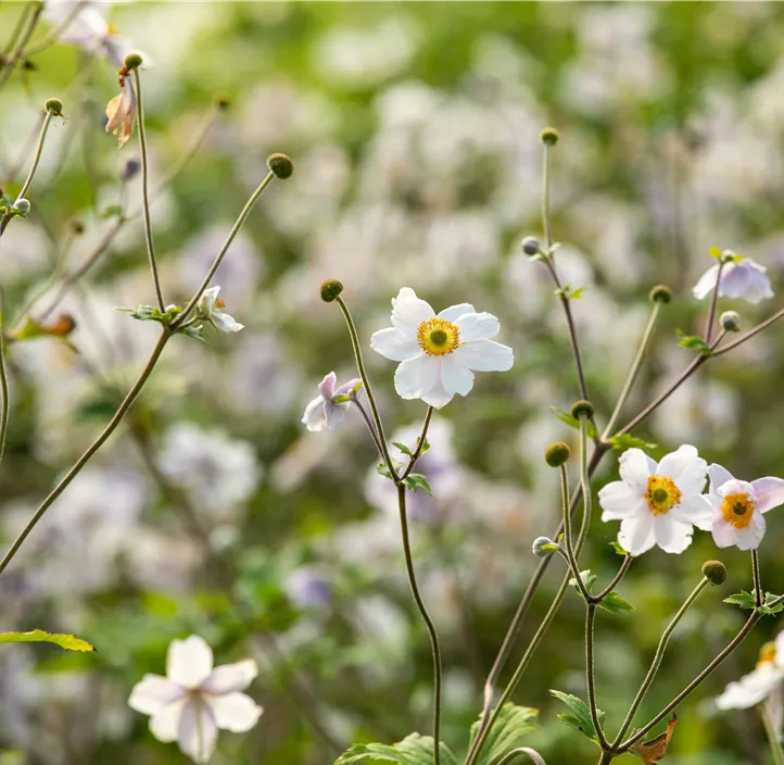 Felsen-Windröschen 'Wild Swan'®