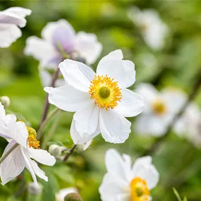 Anemone Hybriden Wild Swan