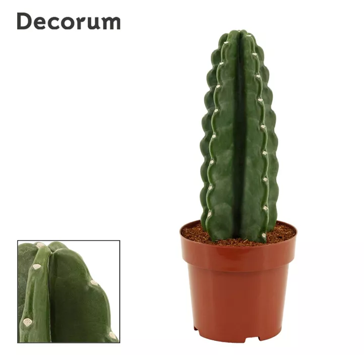 Dornenloser Kaktus