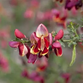 Cytisus Hybriden in Sorten