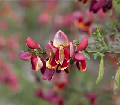 Cytisus Hybriden in Sorten