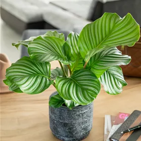 Calathea Hybride Orbifolia