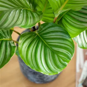 Calathea Orbifolia