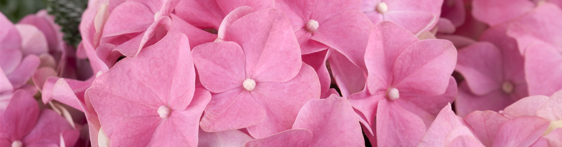 Hydrangea macrophylla, rosa Hydrangea macrophylla, rosa