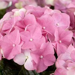 Hydrangea macrophylla Rosa